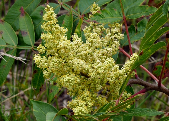 {Rhus copallinum}